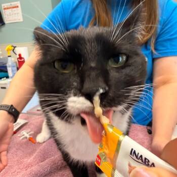 Teach -  Domestic Short Hair Cat for Adoption in Saint Charles, Missouri - Teach | PetCurious
