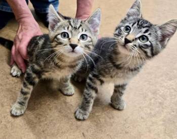 Catness & Fiona -  Tabby Cat for Adoption in The Dalles, Oregon - Catness & Fiona | PetCurious