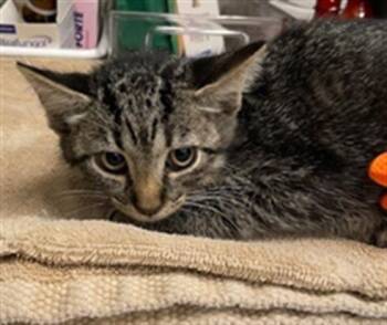 MJ -  Domestic Short Hair Cat for Adoption in Baytown, Texas - MJ | PetCurious