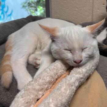 Habanero -  Domestic Short Hair Cat for Adoption in Charleston, South Carolina - Habanero | PetCurious