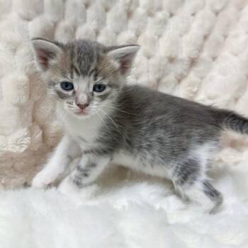 Sarah -  Domestic Short Hair Cat for Adoption in Long Beach, California - Sarah | PetCurious