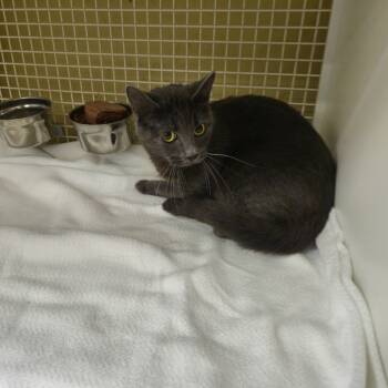 Rescue Domestic Medium Hair Cats for Adoption in Charleston, West Virginia - Ghoulia | PetCurious