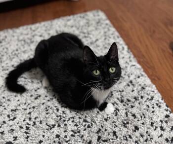 Tuxedo and Domestic Short Hair Cats Available for Adoption - Gemma | PetCurious