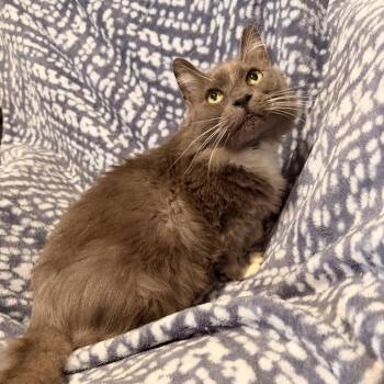 Domestic Medium Hair Cats Available for Adoption in Scranton, Pennsylvania - Tifa  | PetCurious