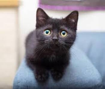 Sprite -  Domestic Short Hair Cat for Adoption in Cumberland, Maine - Sprite | PetCurious