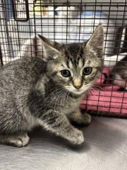 Pablo -  Domestic Short Hair Cat for Adoption in Bellevue, Washington - Pablo | PetCurious