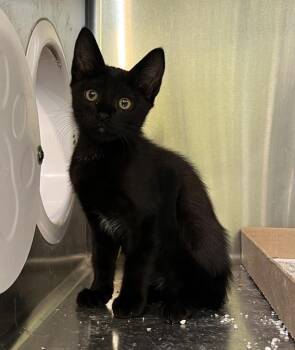 Espresso Meowtini -  Domestic Short Hair Cat for Adoption in Sioux City, Iowa - Espresso Meowtini | PetCurious