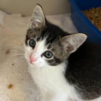Domestic Short Hair Cats Available for Adoption in Redwood City, California - Duke | PetCurious
