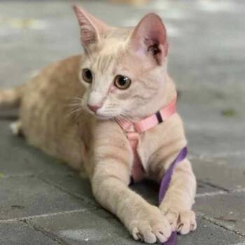 Rescue Domestic Short Hair Cats for Adoption in Hamilton, Ontario - Evee - A Gentle, Loving Little Lady! | PetCurious