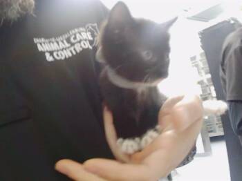 MIRANDA -  Domestic Short Hair Cat for Adoption in Charlotte, North Carolina - MIRANDA | PetCurious