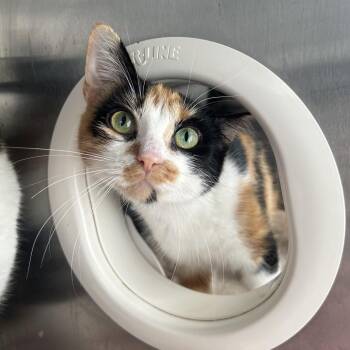 Treat (Holland Cat Cove) -  Domestic Medium Hair Cat for Adoption in West Olive, Michigan - Treat (Holland Cat Cove) | PetCurious