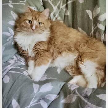 Domestic Medium Hair Cats Available for Adoption in Richmond, Virginia - Tubby | PetCurious