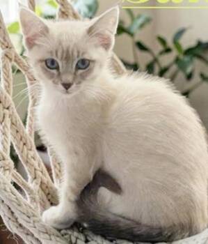 Santo -  Domestic Medium Hair and Siamese Cat for Adoption in North Highlands, California - Santo | PetCurious