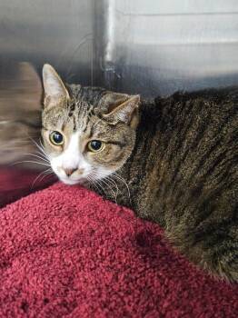 Domestic Short Hair Cats Available for Adoption in Maryville, Tennessee - William / James | PetCurious