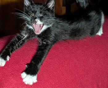 Lewis -  Domestic Short Hair Cat for Adoption in Fruit Heights, Utah - Lewis | PetCurious