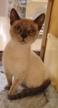 Siamese and Domestic Short Hair Cats Available for Adoption in Williamsburg, Virginia - Jones | PetCurious