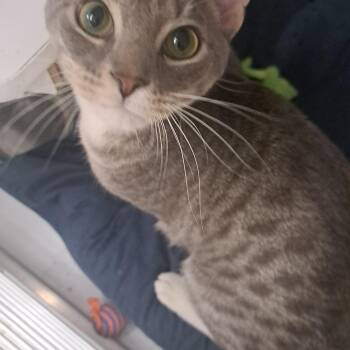 Domestic Short Hair Cats Available for Adoption - Sherlock Holmes | PetCurious