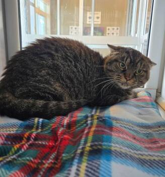 Zoey -  Domestic Short Hair Cat for Adoption in Sidney, Ohio - Zoey | PetCurious