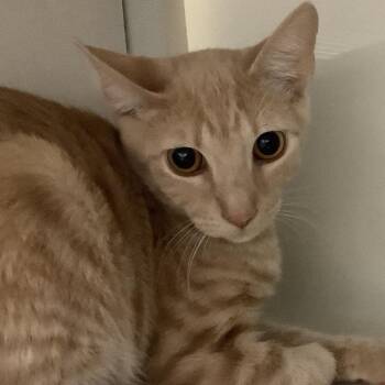 Pinky -  Domestic Short Hair Cat for Adoption in Redwood City, California - Pinky | PetCurious
