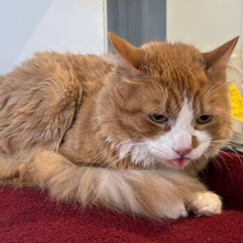 Domestic Short Hair Cats Available for Adoption - Garfield | PetCurious