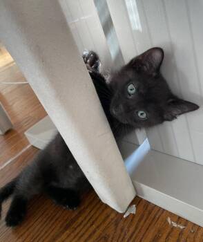 Athos -  Domestic Short Hair Cat Available for Adoption in Island Lake, Illinois - Athos | PetCurious