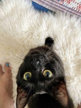 Kali(bonded with her kitten pebbles) -  Domestic Short Hair Cat for Adoption in Charlotte, North Carolina - Kali(bonded With Her Kitten Pebbles) | PetCurious
