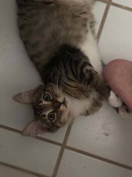 Taco -  Tabby Cat for Adoption in Tehachapi, California - Taco | PetCurious