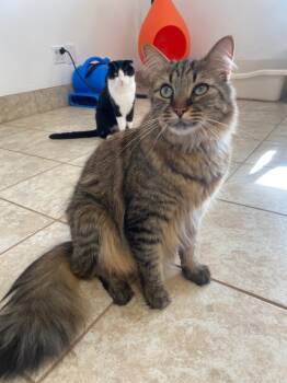 Rescue Domestic Long Hair Cats for Adoption in Grand Junction, Colorado - Nutter Butter | PetCurious