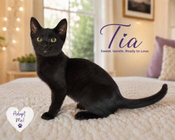 Tia -  Domestic Short Hair Cat for Adoption in Los Angeles, California - Tia | PetCurious