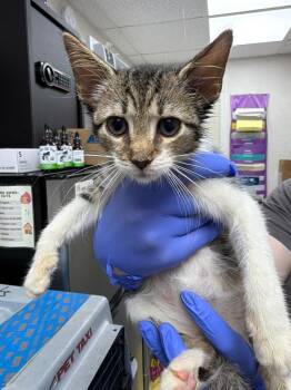 Asher -  Domestic Short Hair Cat for Adoption in Pomona, New York - Asher | PetCurious