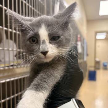 Frazier -  Domestic Short Hair Cat for Adoption in Winston-salem, North Carolina - Frazier | PetCurious