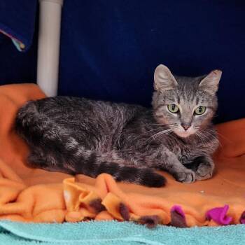 Lacie -  Domestic Short Hair Cat for Adoption in Walker, Michigan - Lacie | PetCurious