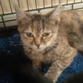 Rescue Domestic Short Hair Cats for Adoption in Eagle Mountain, Utah - Lucy Armbrust | PetCurious