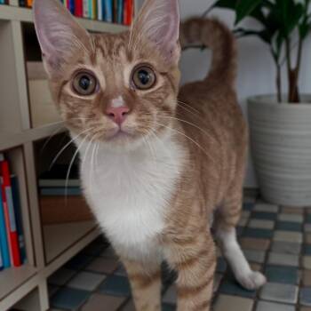 Funyun -  Domestic Short Hair Cat for Adoption in Brea, California - Funyun | PetCurious