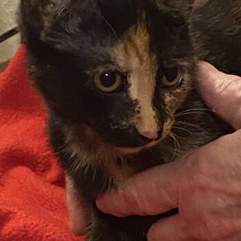 Moira -  Domestic Short Hair Cat for Adoption in Columbia, Missouri - Moira | PetCurious