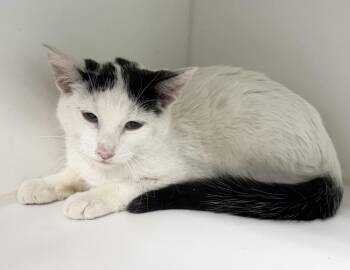 Scout -  Domestic Short Hair Cat for Adoption in Rochester, Indiana - Scout | PetCurious