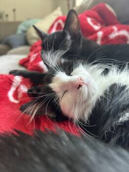 Bettie -  Domestic Medium Hair Cat for Adoption in Walled Lake, Michigan - Bettie | PetCurious