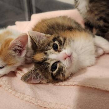 Charlize -  Domestic Short Hair Cat Available for Adoption in Chapel Hill, North Carolina - Charlize | PetCurious