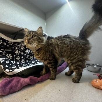 Gravy -  Domestic Medium Hair Cat for Adoption in Pittsburgh, Pennsylvania - Gravy | PetCurious