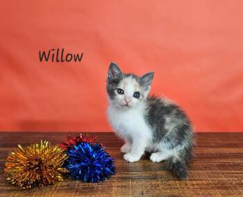 Willow -  Domestic Short Hair Cat for Adoption in San Jacinto, California - Willow | PetCurious