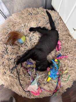 Acer -  Domestic Short Hair Cat for Adoption in Herndon, Virginia - Acer | PetCurious