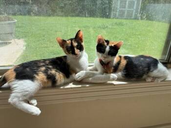 Zelda -  Domestic Short Hair Cat for Adoption in Covington, Louisiana - Zelda | PetCurious