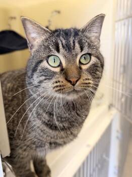 Domestic Short Hair Cats Available for Adoption - Polar Bear | PetCurious