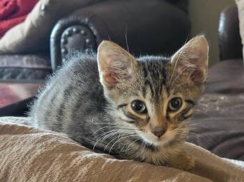 Mario -  Domestic Short Hair Cat for Adoption in Wheaton, Illinois - Mario | PetCurious