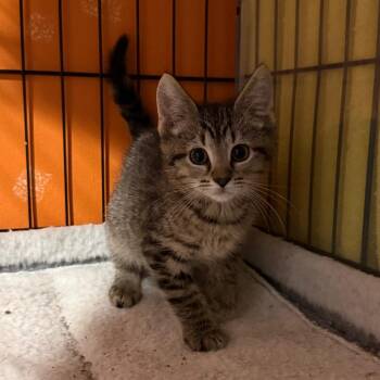 Dare -  Domestic Short Hair Cat for Adoption in Kansas City, Missouri - Dare | PetCurious