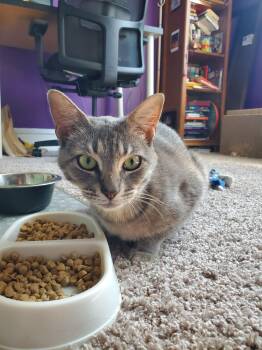 Rescue Domestic Short Hair Cats for Adoption in Harrison Township, New Jersey - Poppy | PetCurious