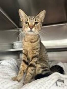 Mei Mei -  Domestic Short Hair Cat for Adoption in Manitowoc, Wisconsin - Mei Mei | PetCurious