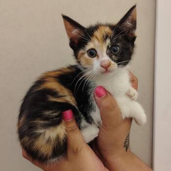Carrot -  Domestic Short Hair Cat for Adoption in Coos Bay, Oregon - Carrot | PetCurious