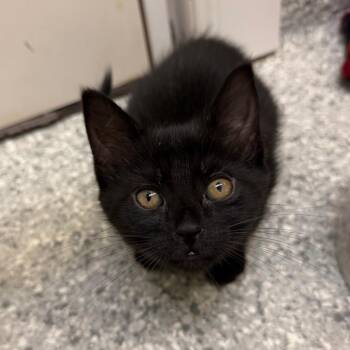 Ella -  Domestic Short Hair Cat for Adoption in Enfield, New Hampshire - Ella | PetCurious