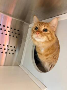 Domestic Long Hair and Domestic Short Hair Cats Available for Adoption in Kansas City, Missouri - Oliver | PetCurious